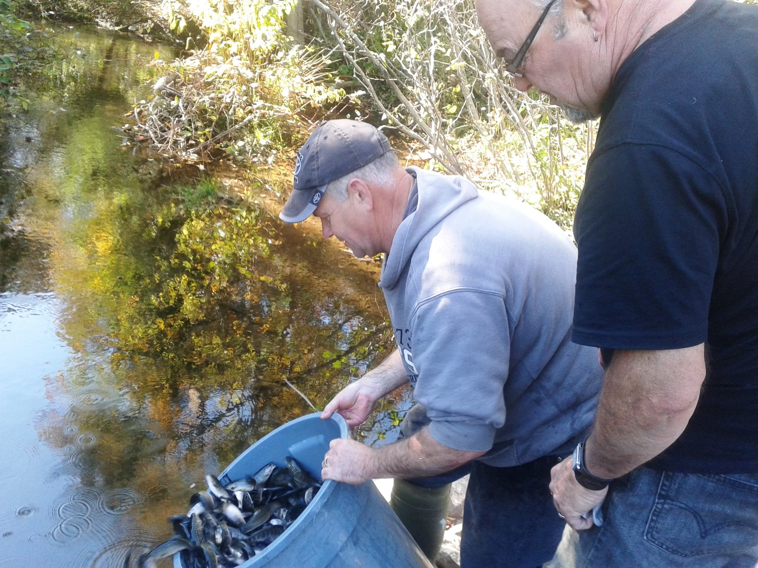 In they go! Joel releasing trout into Aucoin Brook.