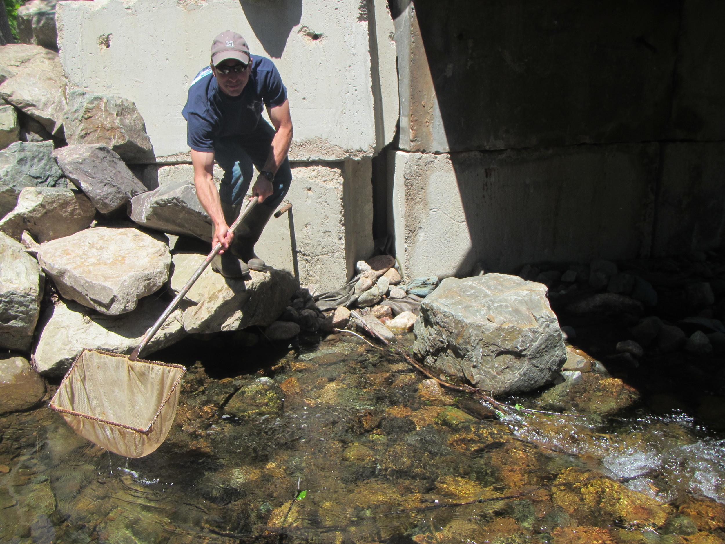 Mark releasing a net full of trout on Aucoin Brook