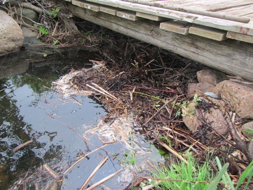 One of the old beaver dams on Aucoin Brook before removal, making a large barrier for the fish to get through.
