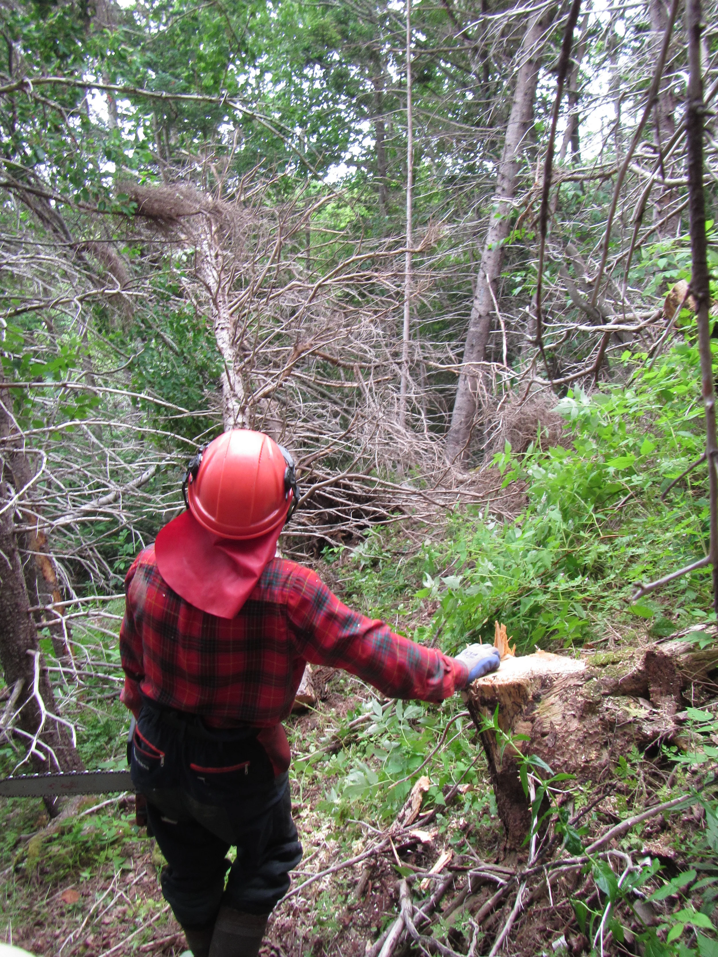 Chainsaw operator Albert Deveau