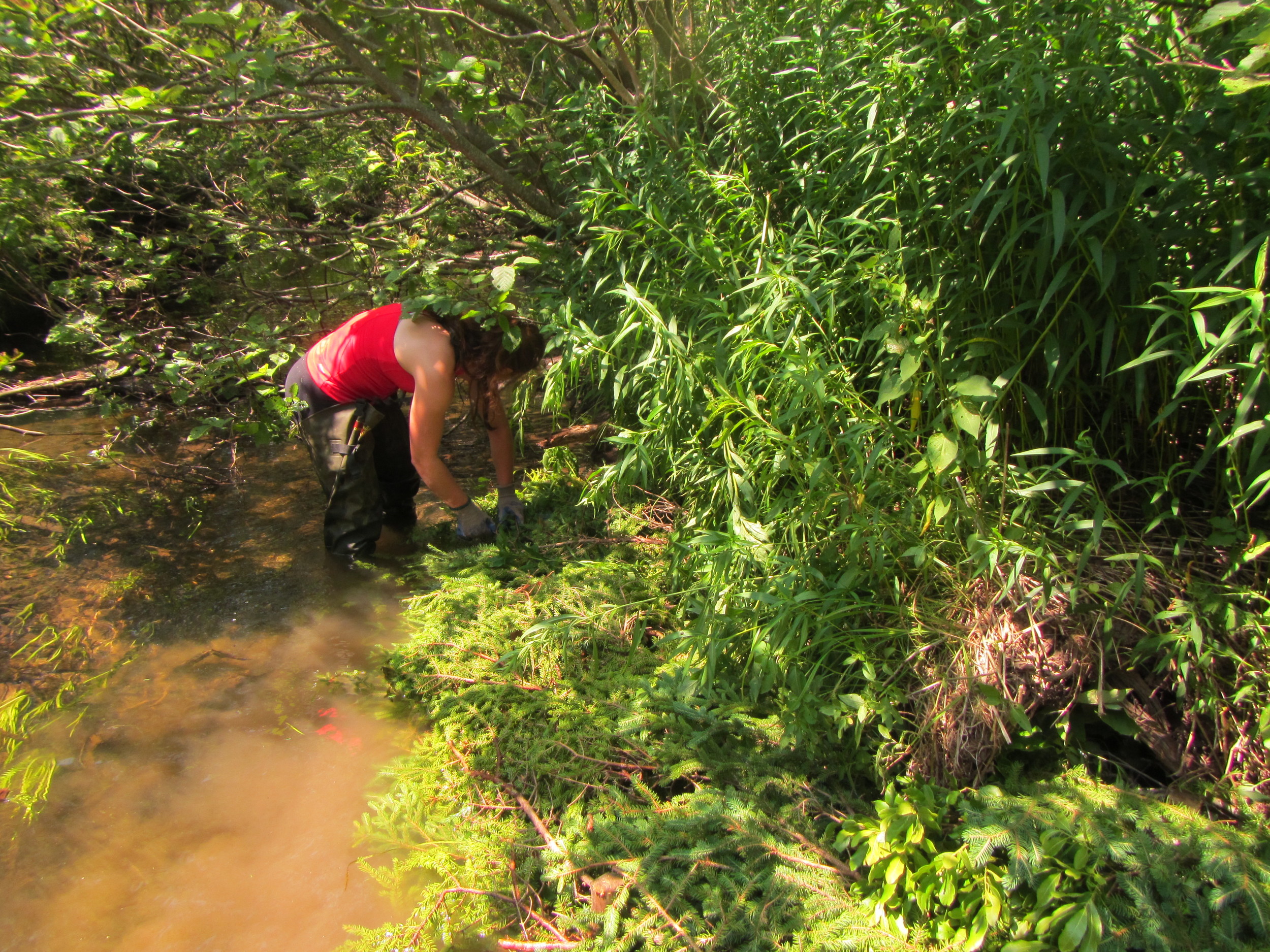 Rachelle putting the branches in place.