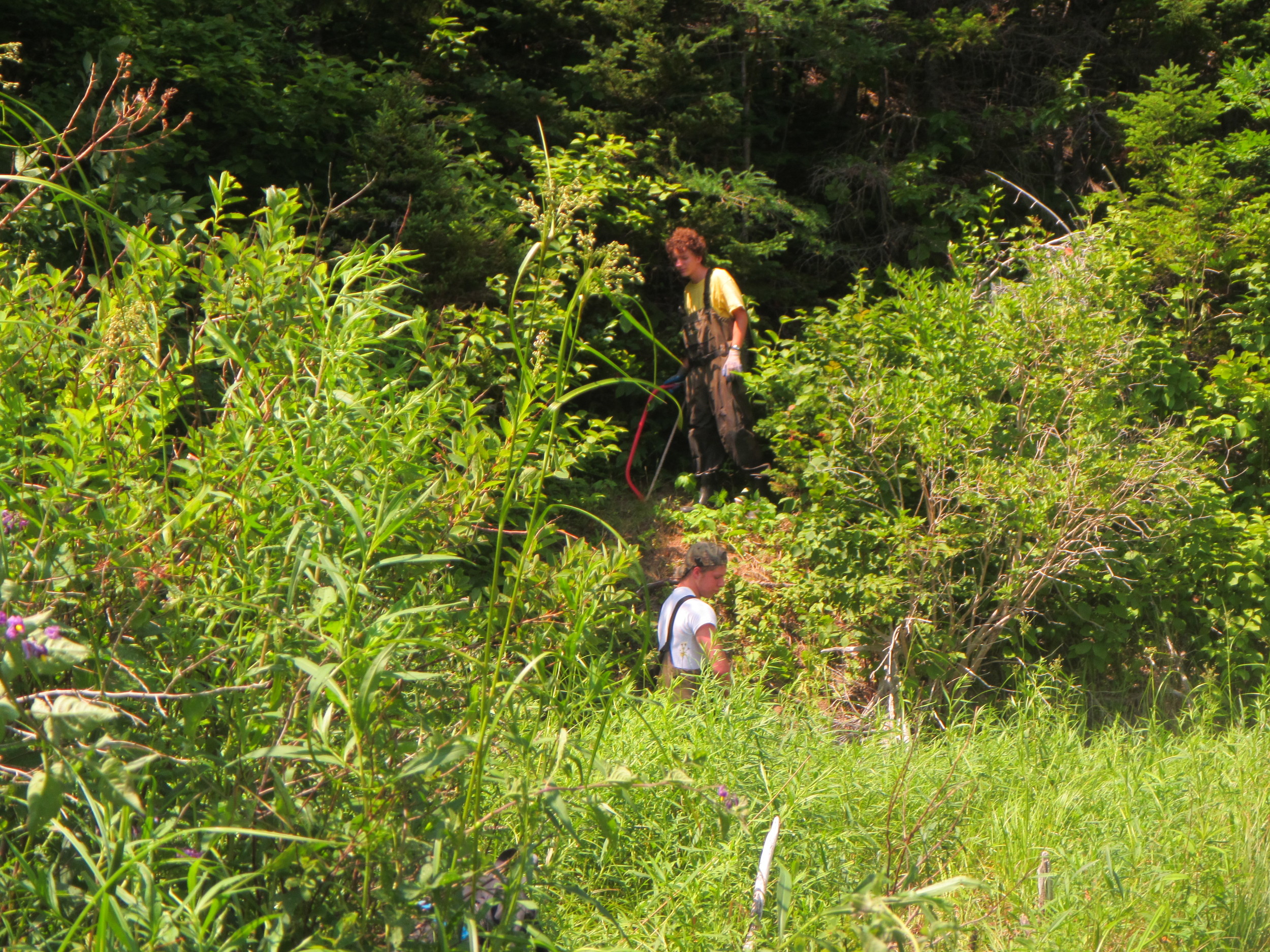 Logan and Antoine Aucoin looking for branches.