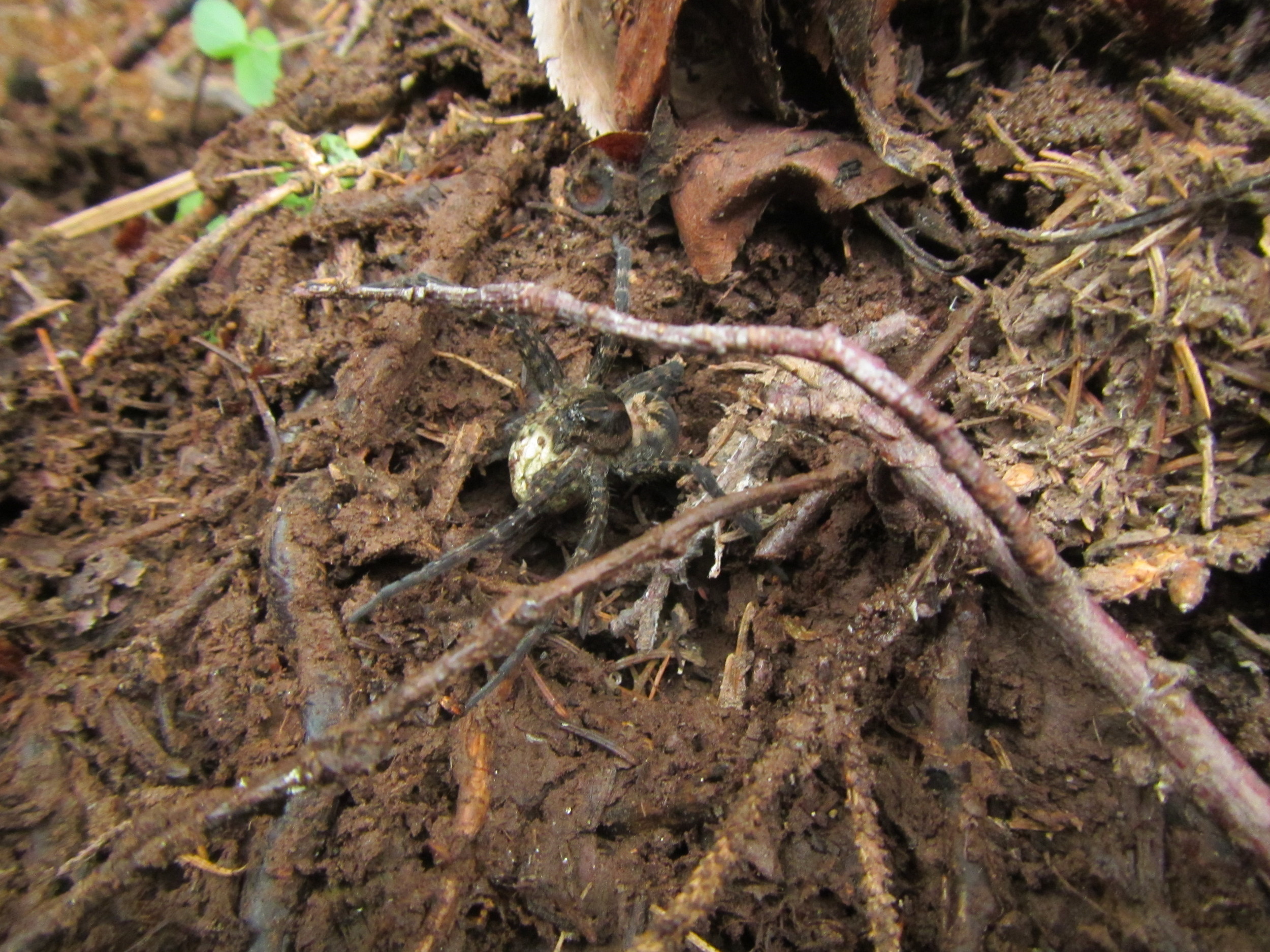 This spider came crawling out of the blockage.