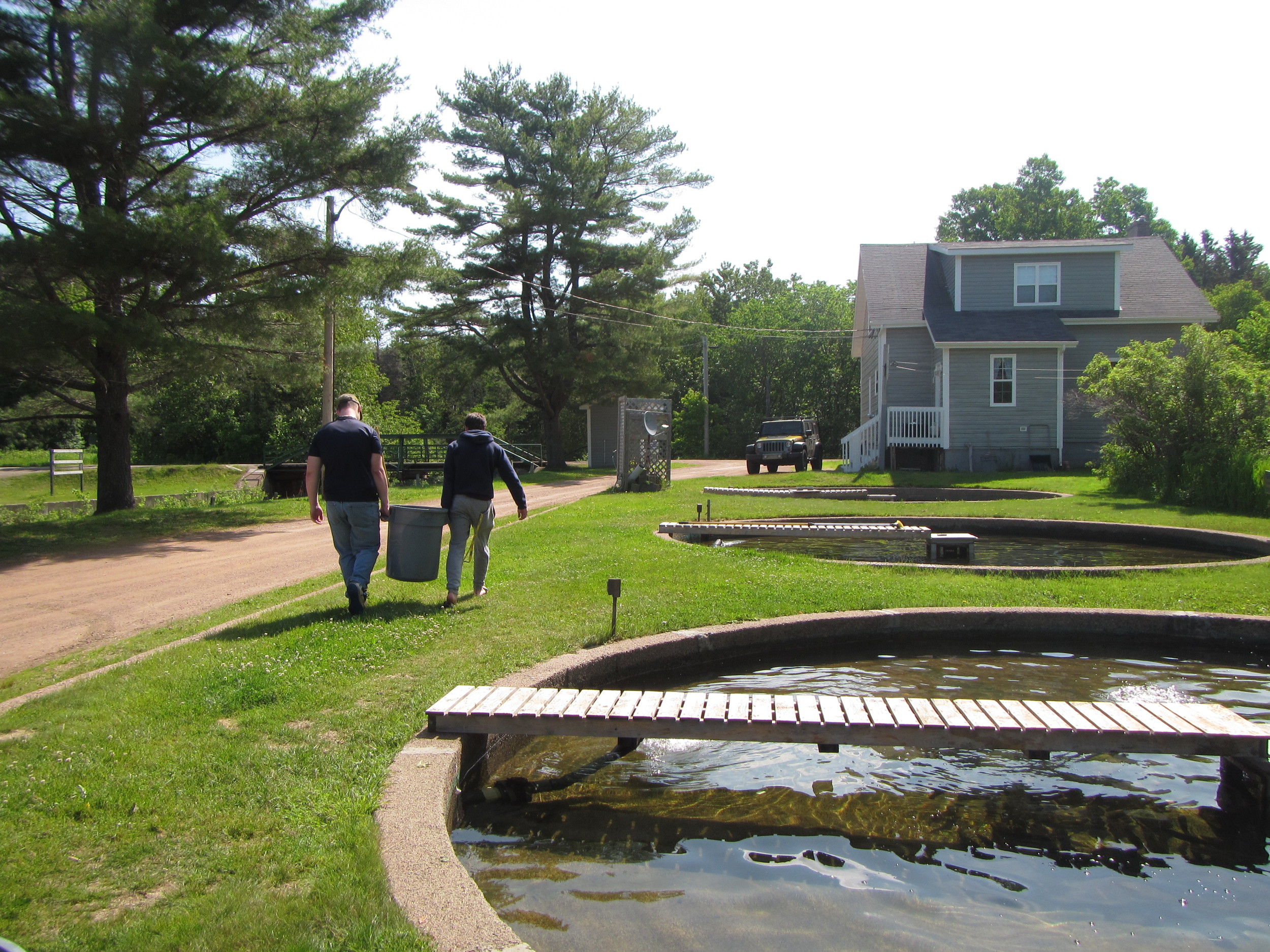 Jeremy and Stephane help move trout at the Margaree Fish Hatchery.