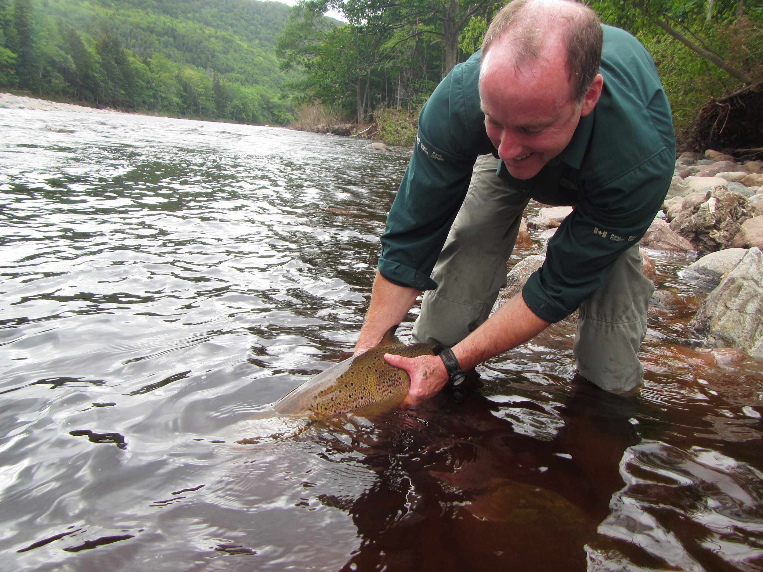 Jerry LeBlanc, with Parks Canada, releasing a large salmon that was found stranded off the Salmon Pools trail