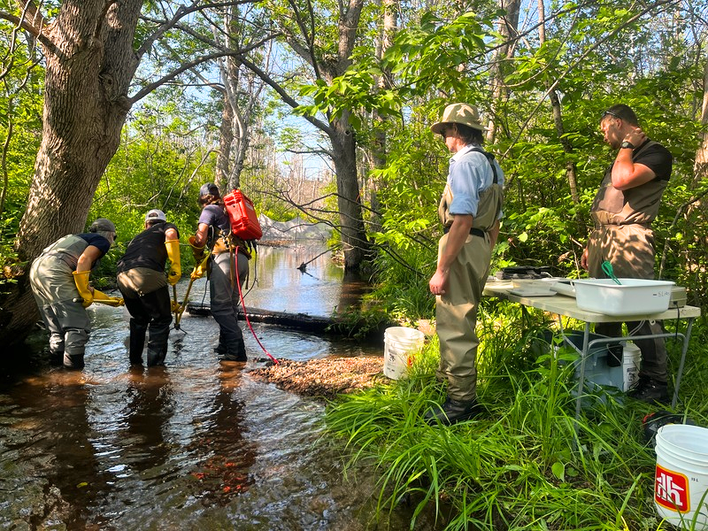 Aucoin Brook electrofishing