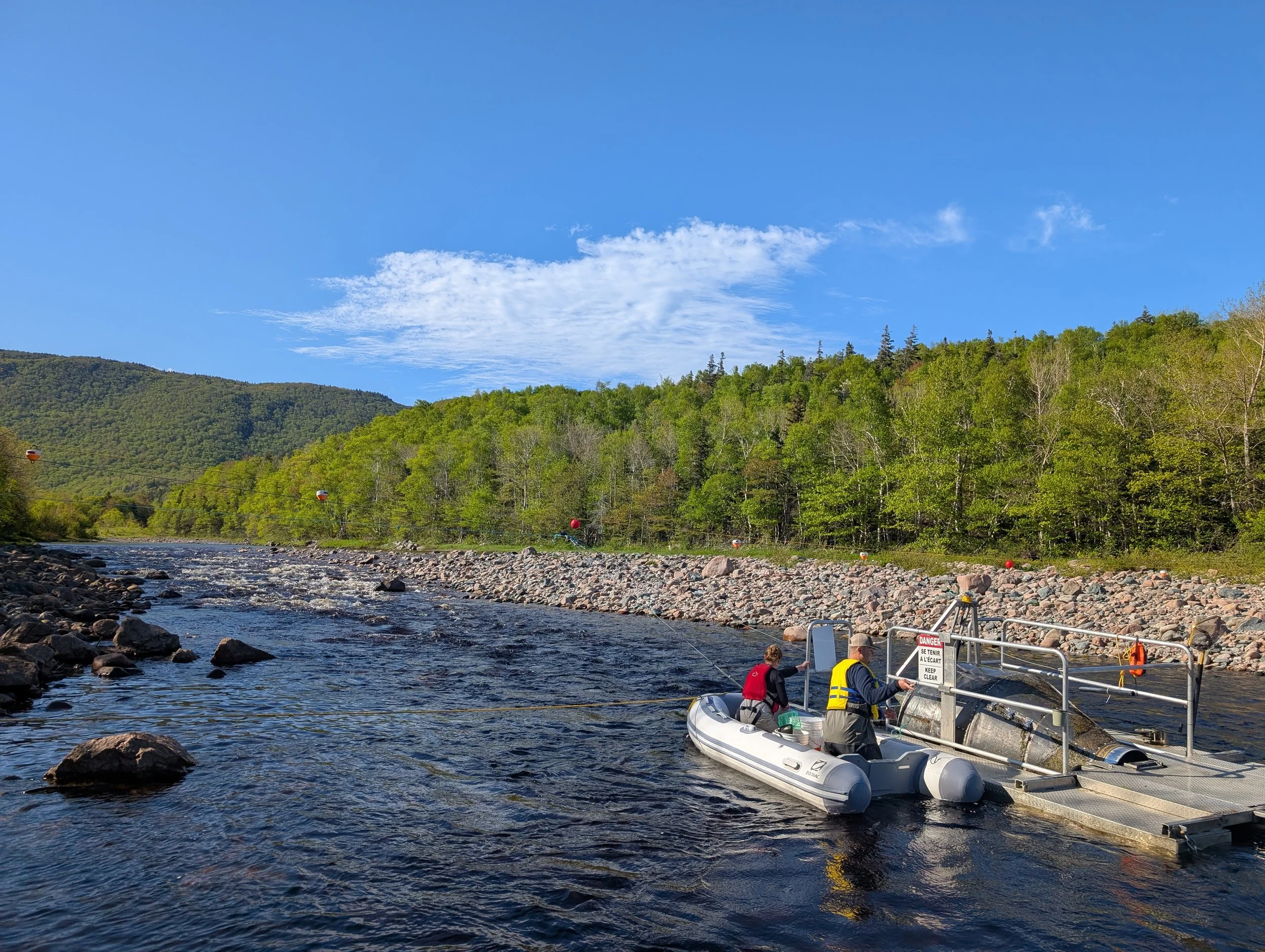 Smolt call