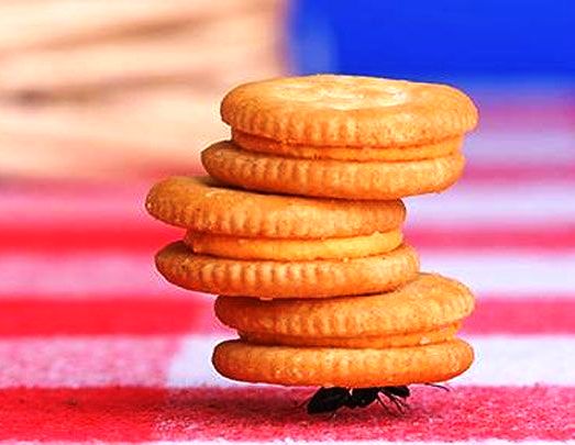 Hard-Work-Ant.jpg