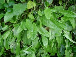 sorrel1.jpeg