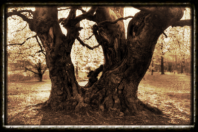 tree.jpg