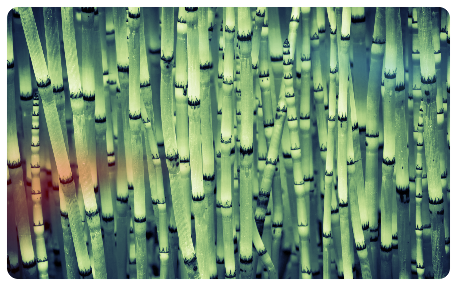 bamboo stems.jpg