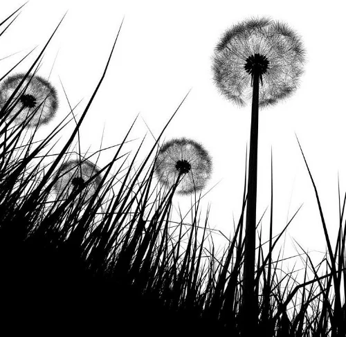 dandelion-field1.jpg
