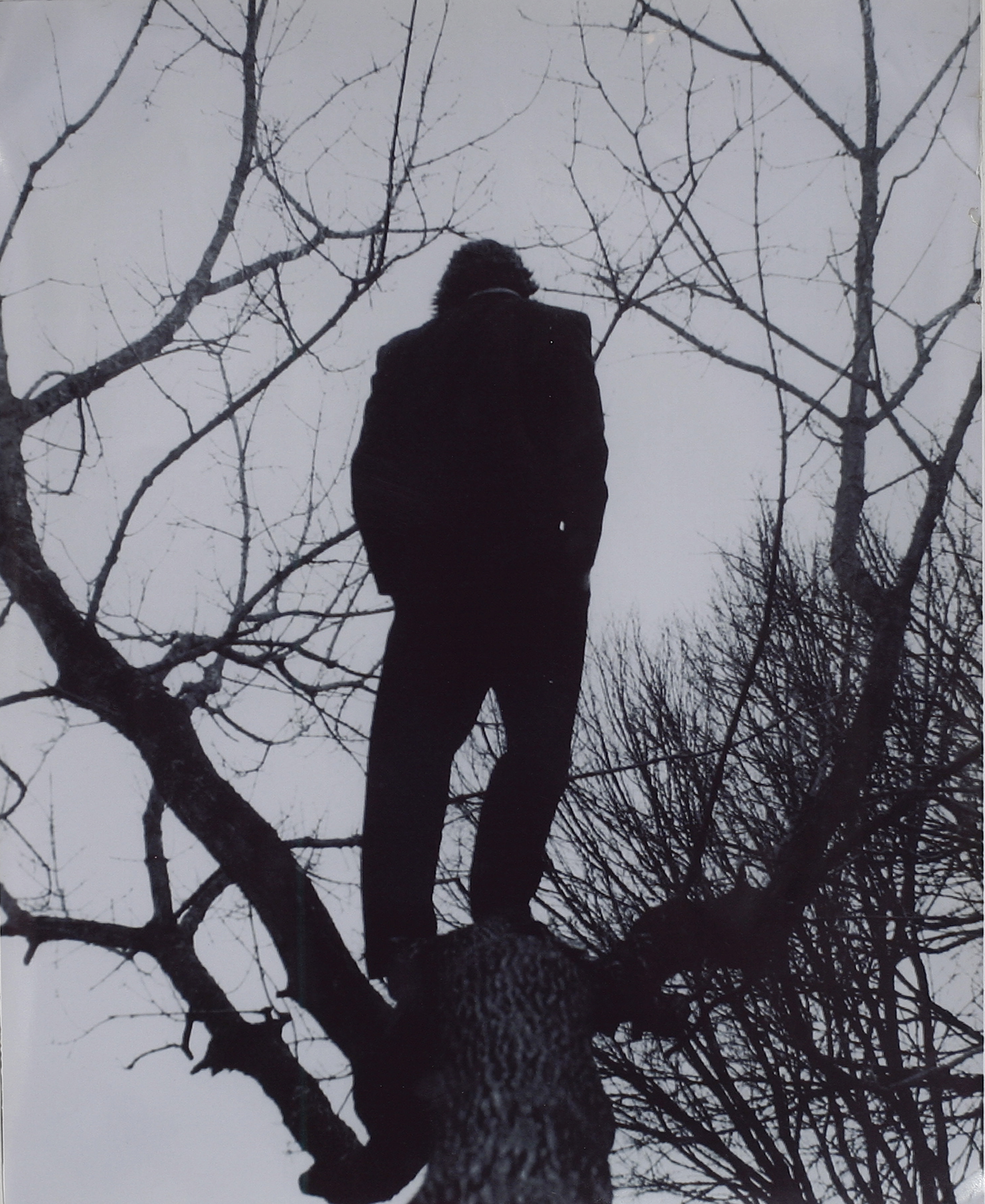 On the Tree that was Cut Down Photograph 2004(?)