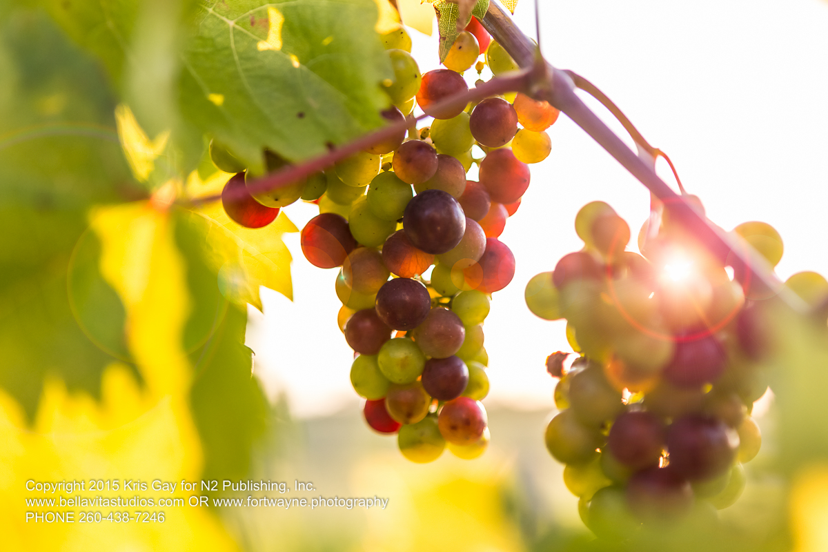 fort-wayne-commercial-photographers-photography-photos-20150723-country-heritage-winery-vineyard-1126