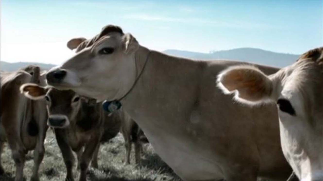 Tillamook | Dairy Farmer | Cole & Weber.jpg