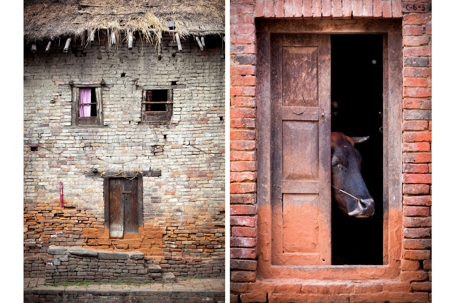 Nepal-Bhaktapur-Travel-Village-Cow.JPG