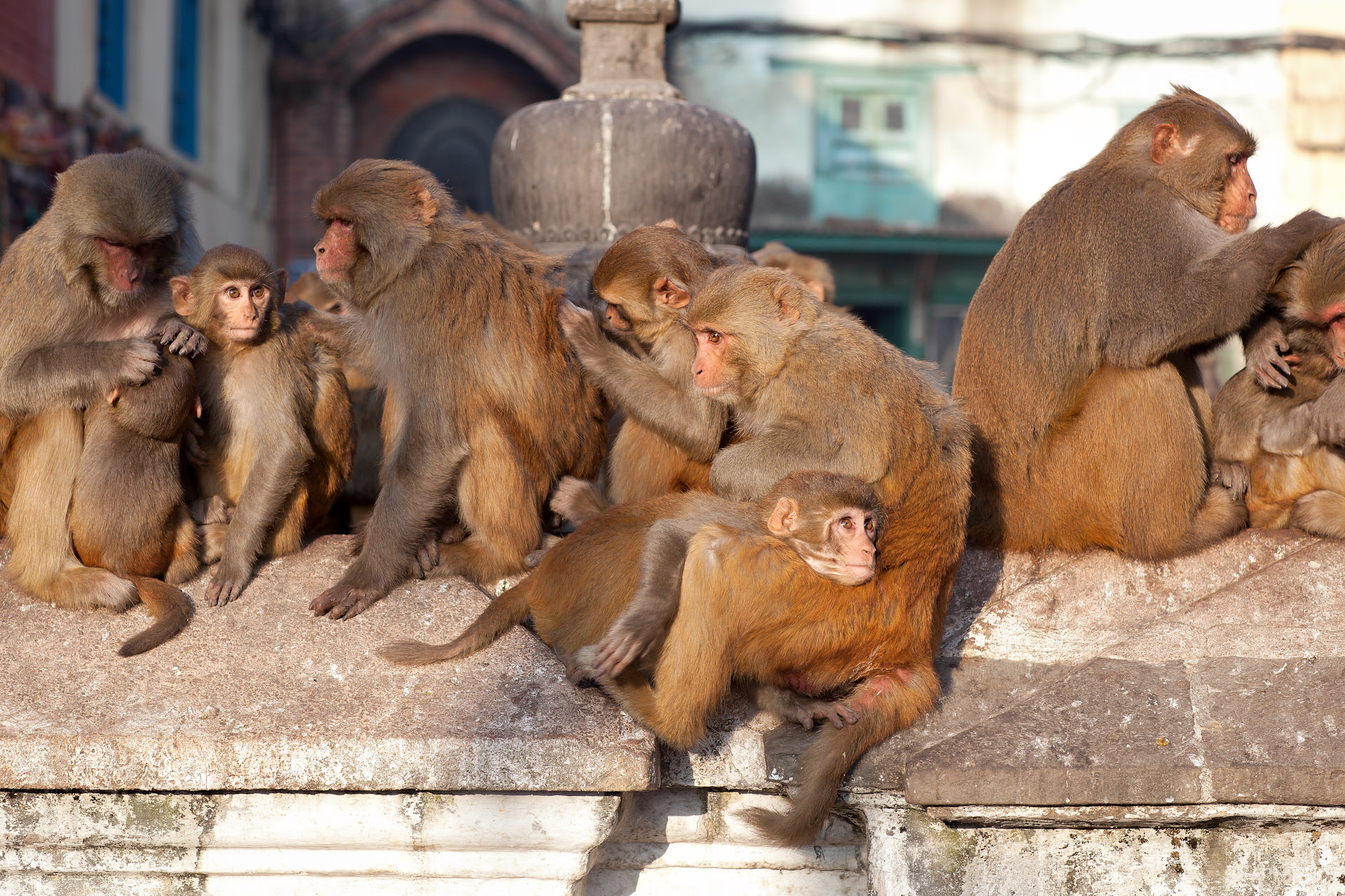 Nepal-Kathmandu-Travel-Swayambhunath-Buddhism-Temple-Monkey.JPG
