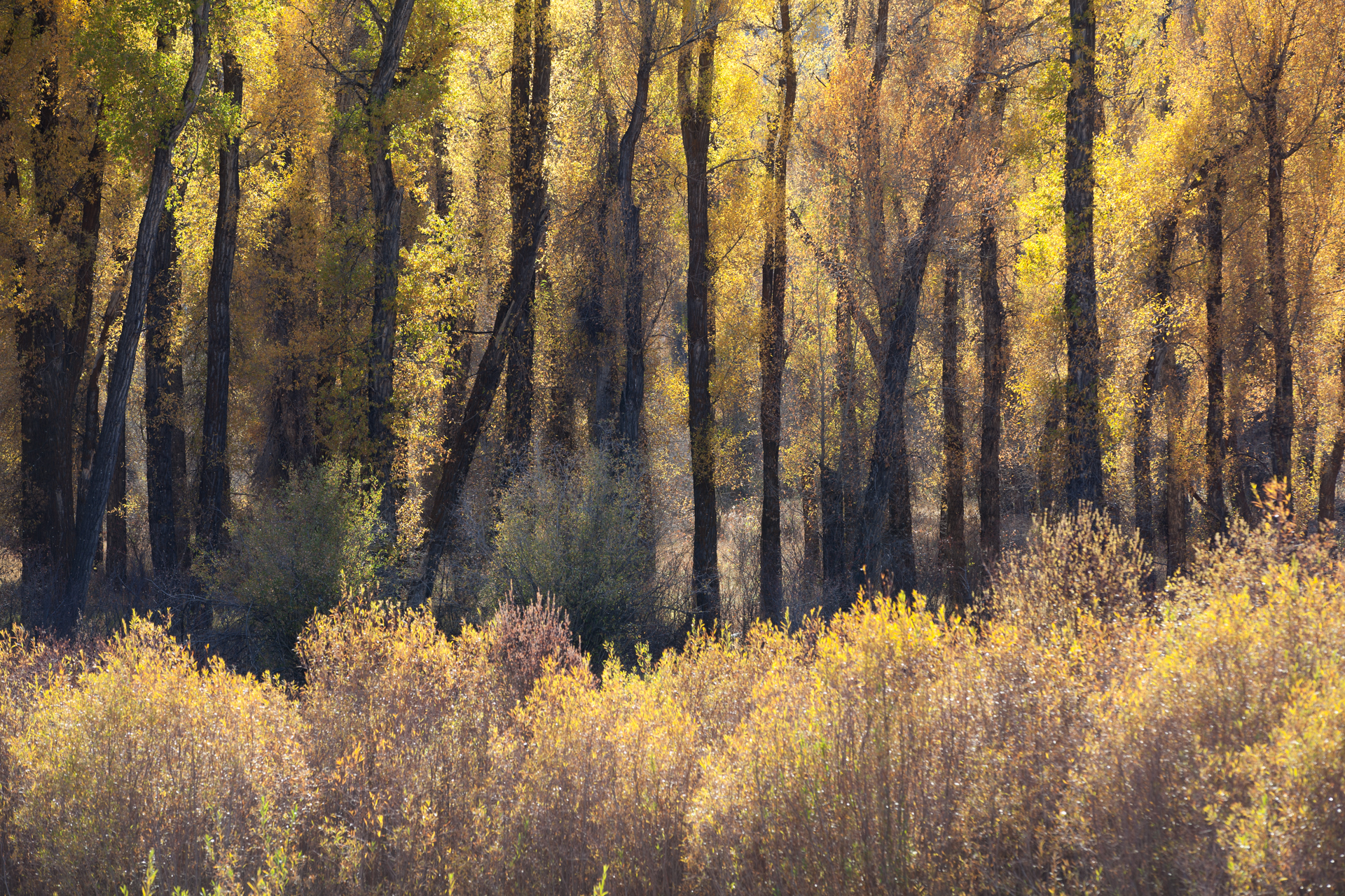 Landscape-Jason-Bax-Grand_Teton_Wyoming_9364.JPG