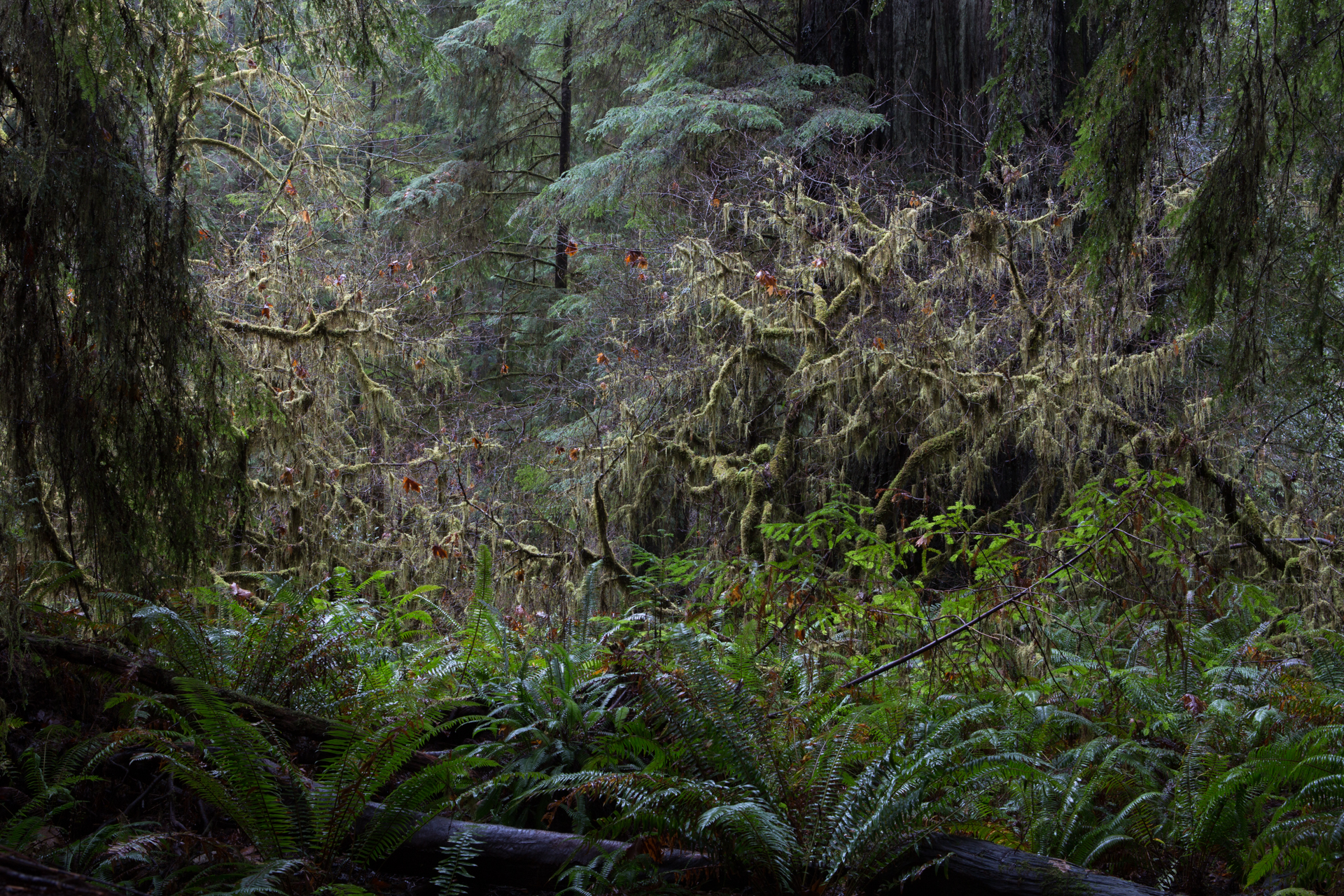 Landscape-Jason-Bax-Humboldt_Redwoods_1421.JPG