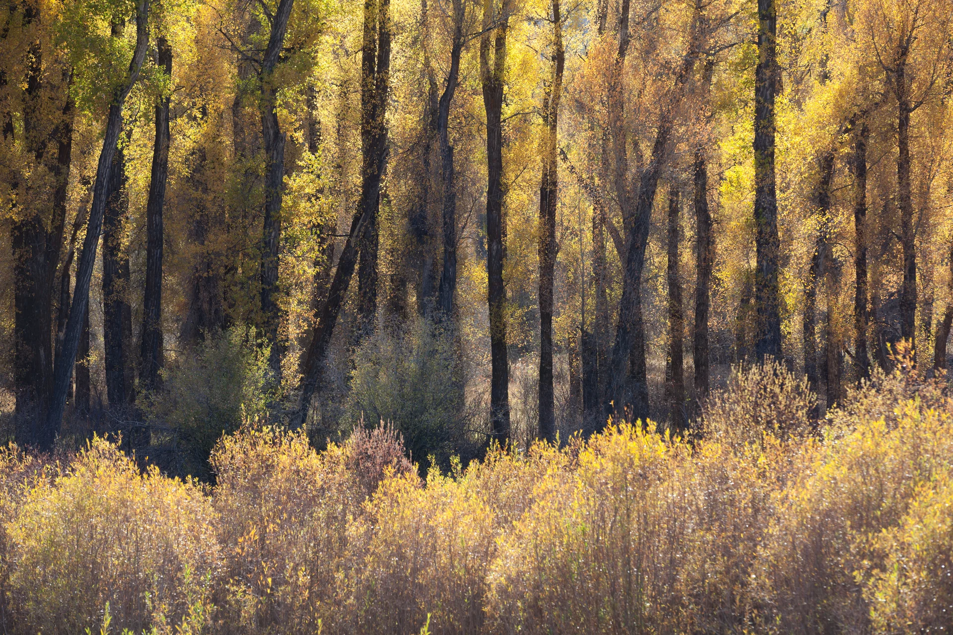 Landscape-Jason-Bax-Grand_Teton_Wyoming_9364.jpeg