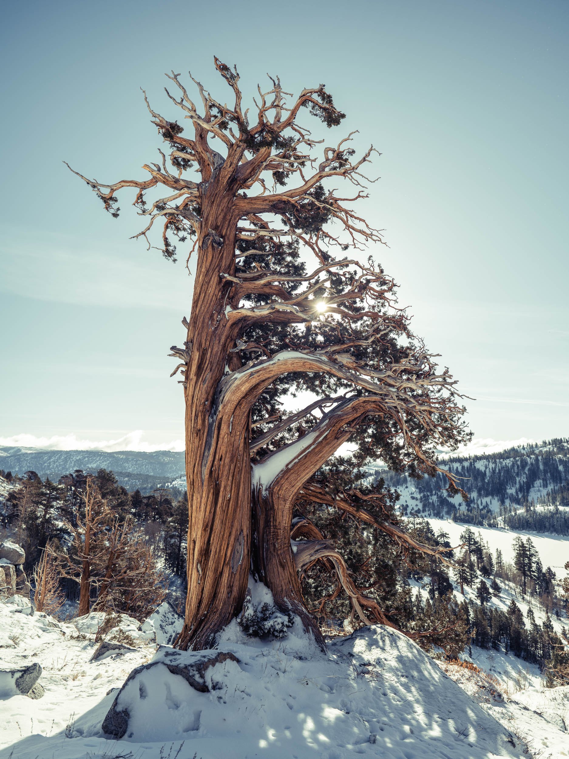 Jason_Bax_SQ_Landscape_Foxtail_Portrait_BAX0104.jpg