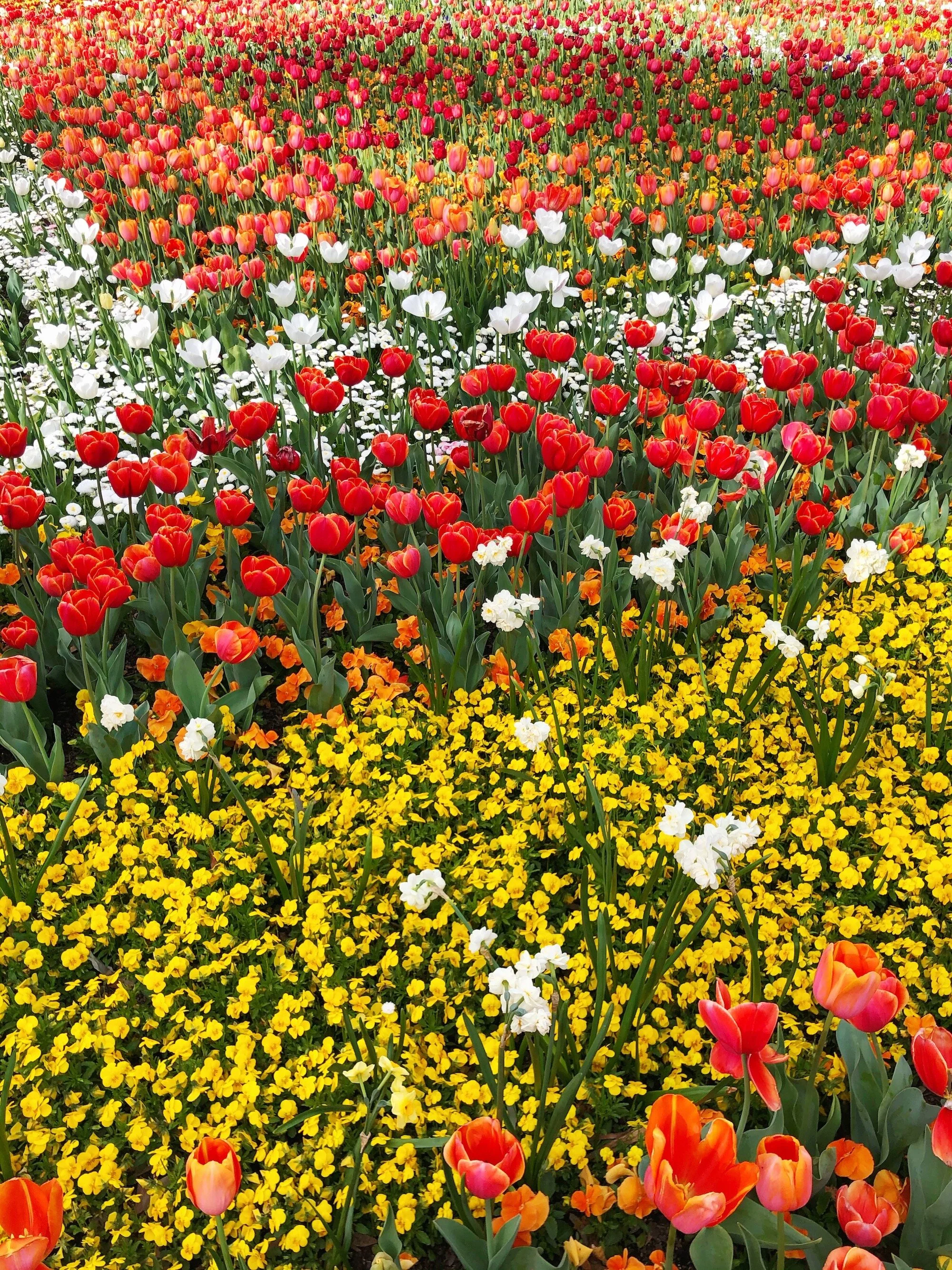 Floriade Flower Festival Canberra — McKean Studio