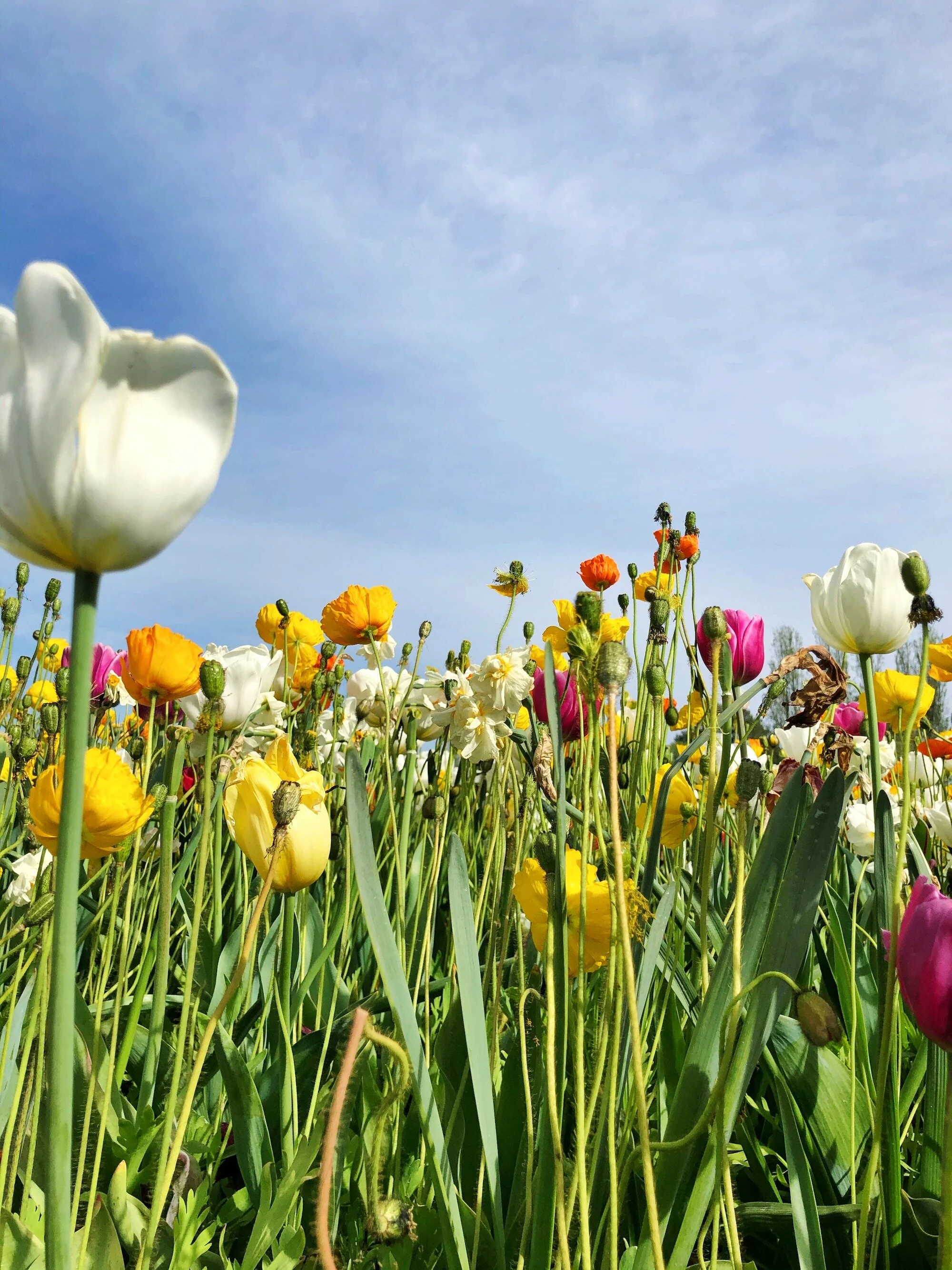 Floriade Flower Festival Canberra — McKean Studio