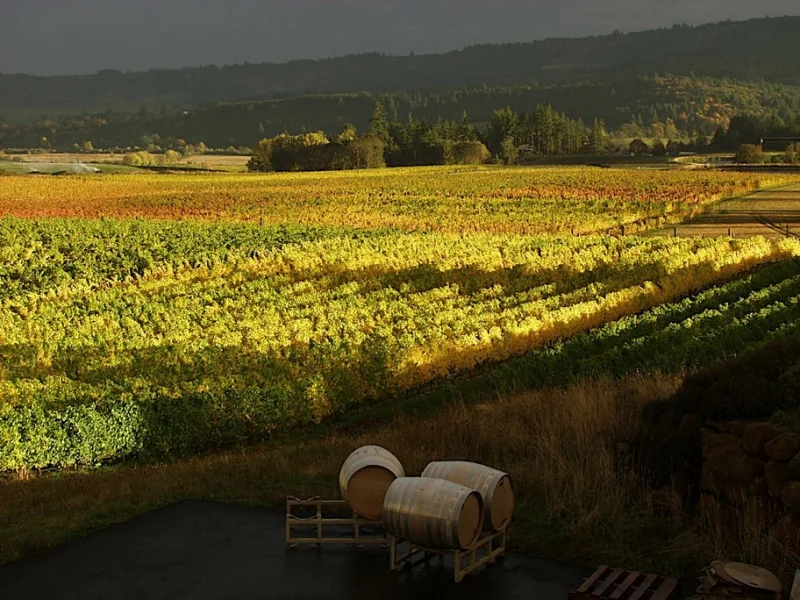 justice-vineyard_resized.jpg