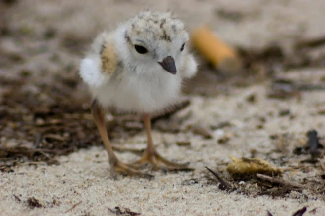 rockaway piping plover