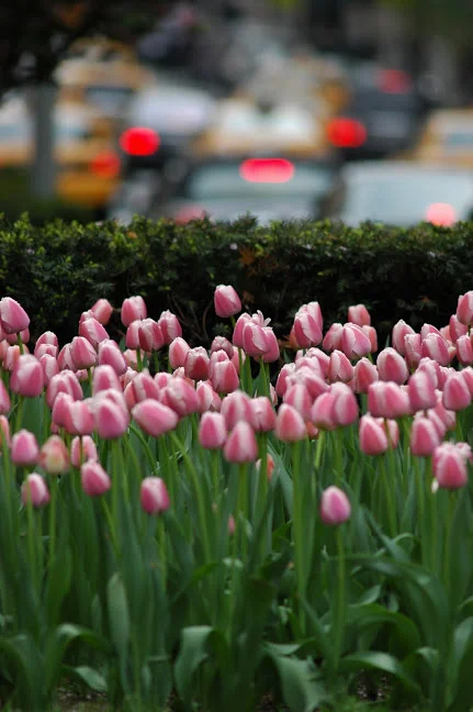 park ave tulips