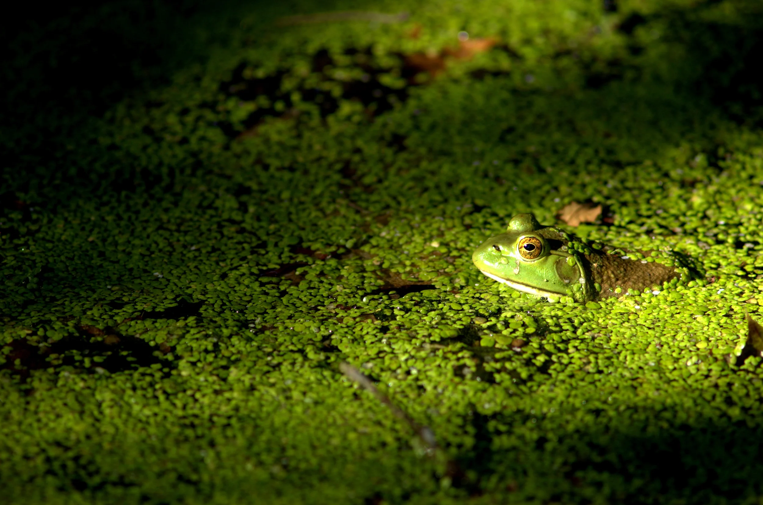 mark twain frog