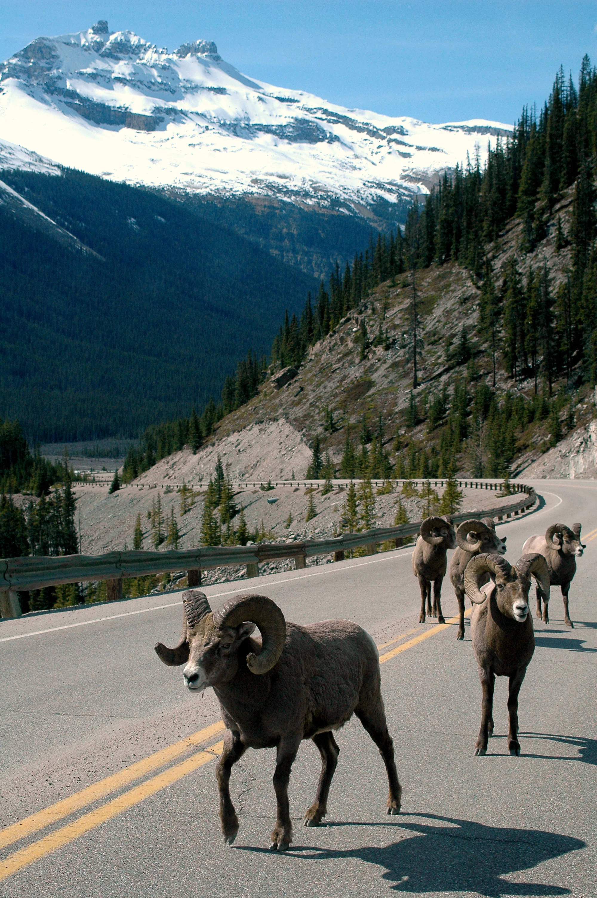 british columbia bighorn