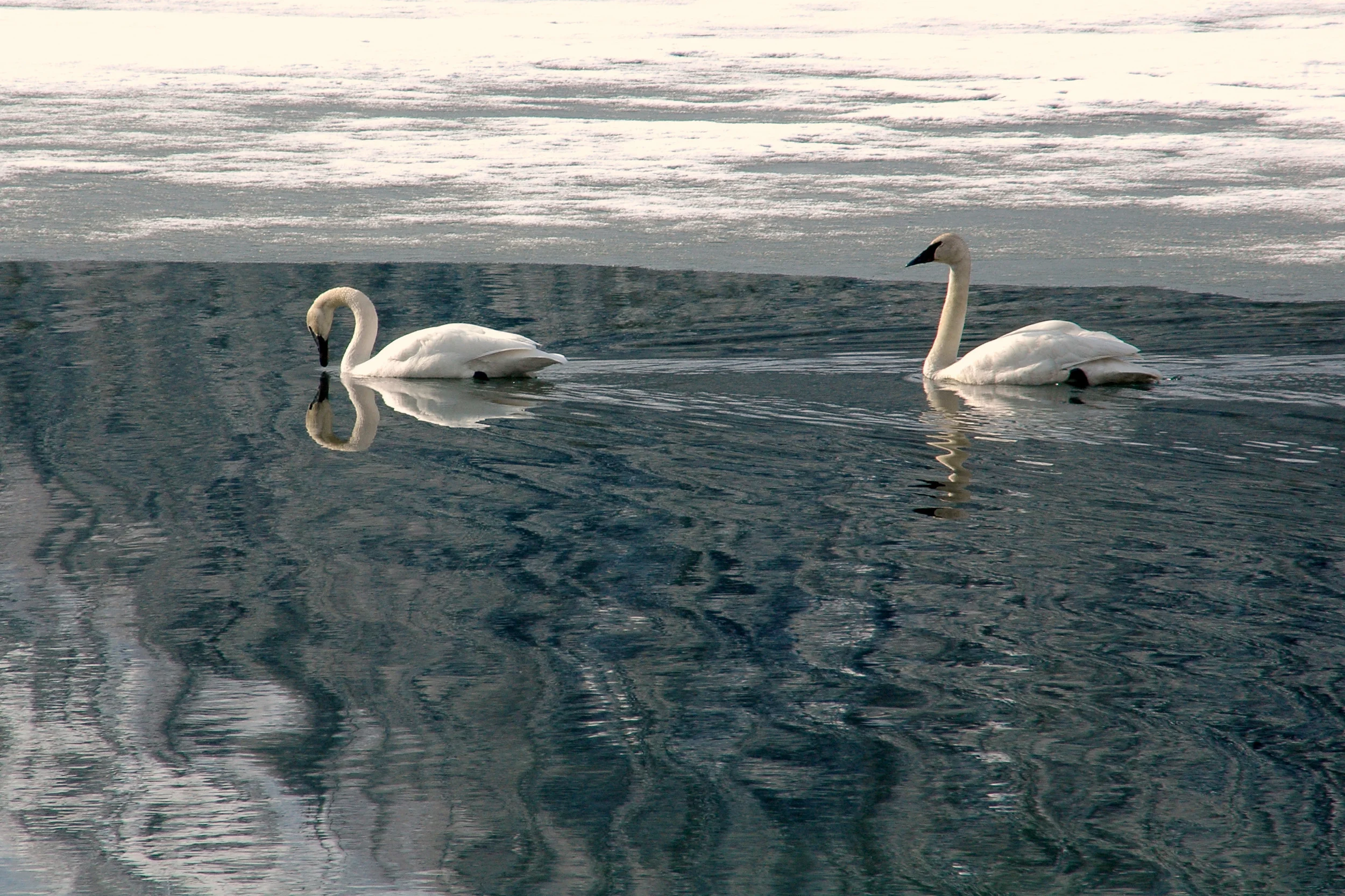 alaska trumpeter swan