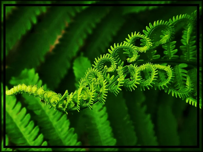 fractal fern.jpg