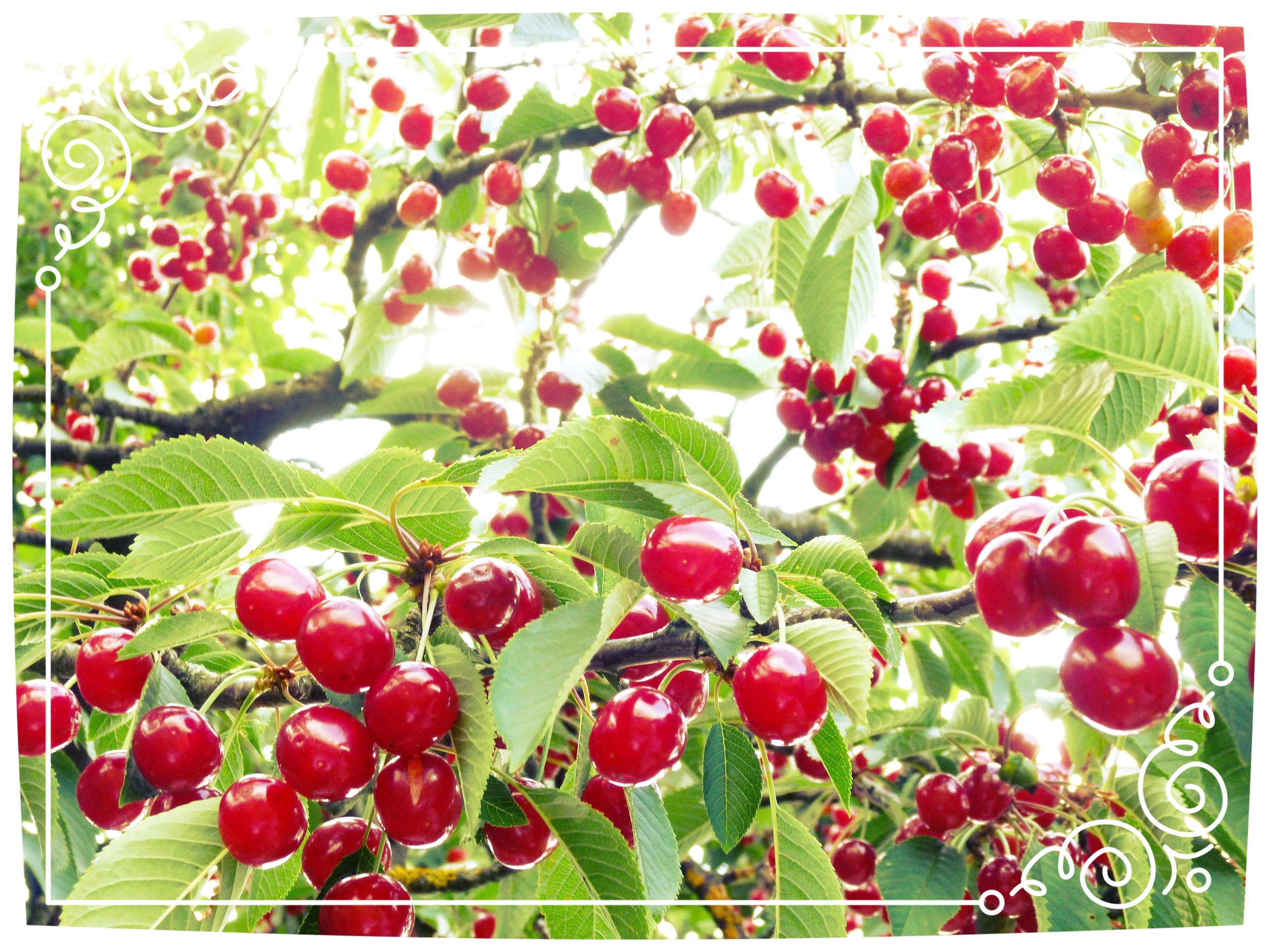 bing cherry tree.jpg
