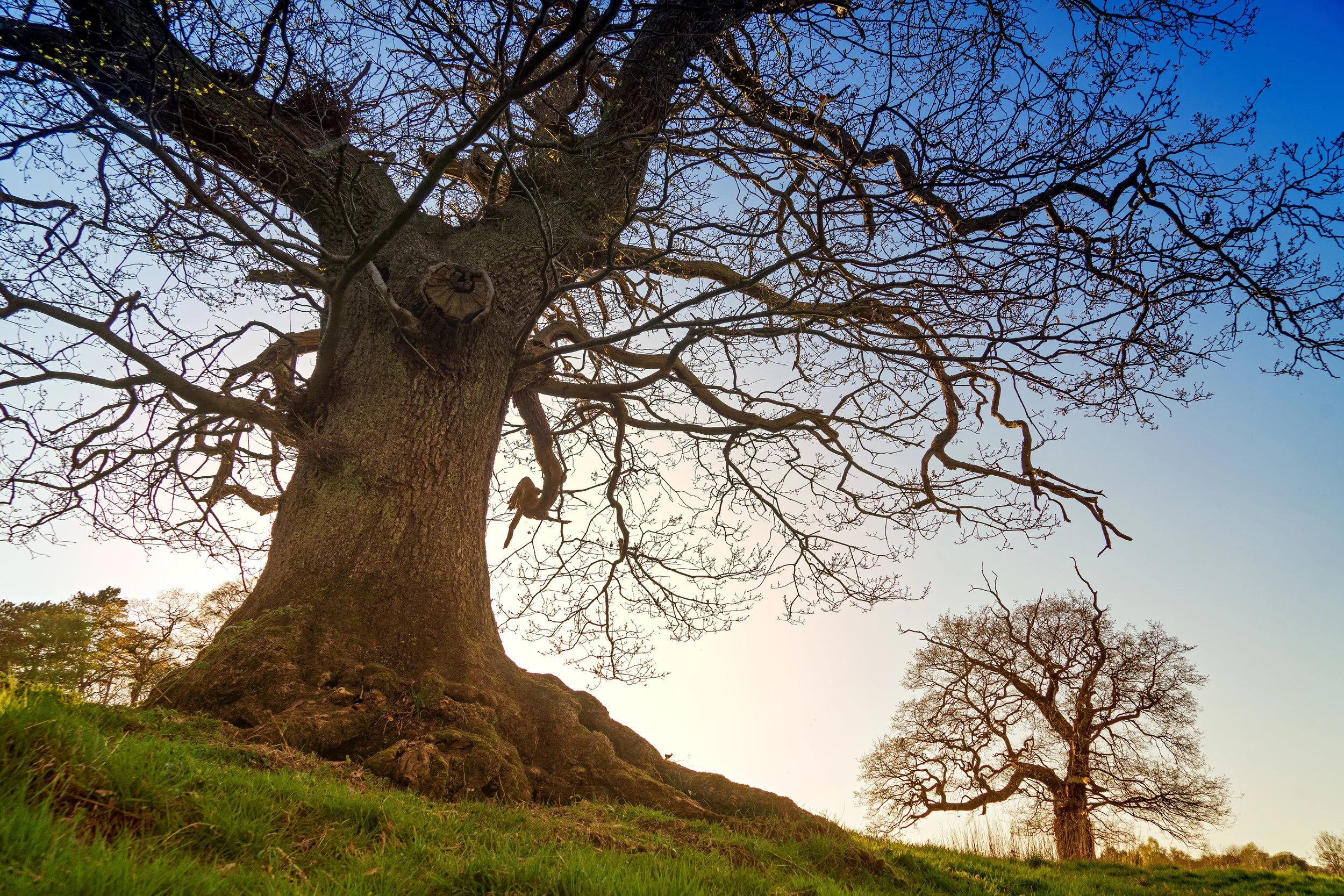 The branches of a tree mirror the roots under ground. The roots take, the trunk transforms, and the branches give.
