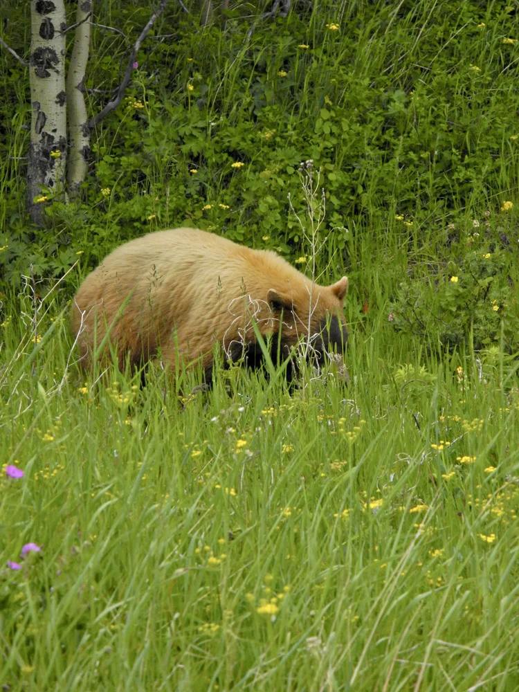 Cinnamon black bear grabbing a snack near the Many Glacier entrance to the park.