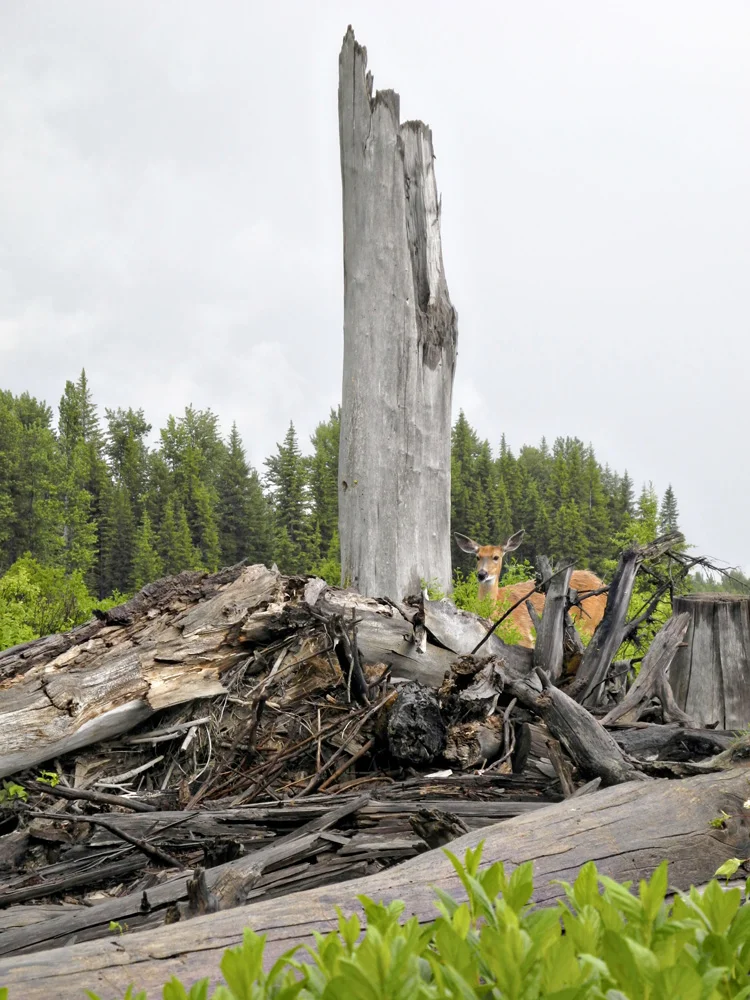 A curious deer near the small town of Polebridge, Montana.