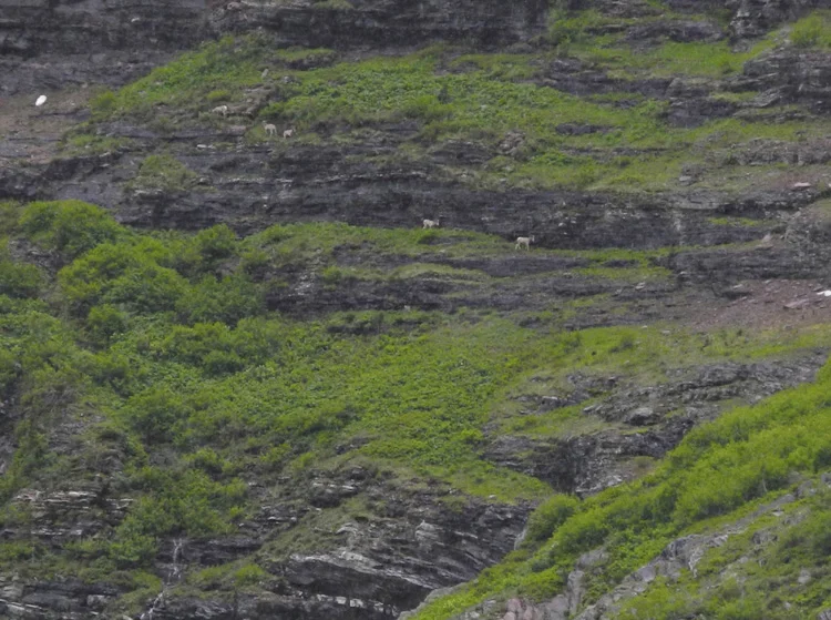 Can you spot the bighorn sheep on the mountain? 