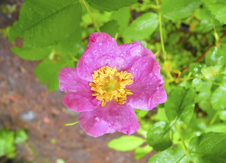 We found this pretty little thing while hiking around Bowman Lake (in the Polebridge area).