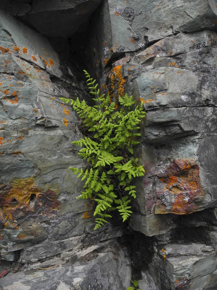 Talk about a rock and a hard place, huh? Plants in Glacier National Park seem to take what they can get! This fern was trying to find the sun along the hike to Red Rock Falls.