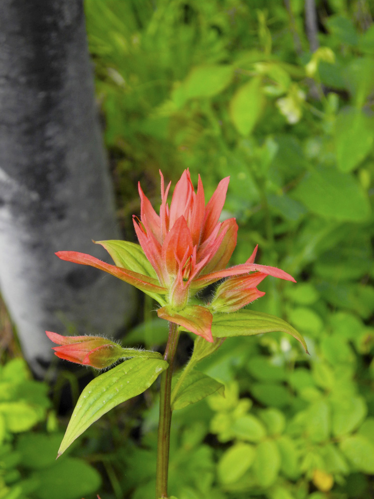 More beauty on the drive to Bowman Lake (warning: it's a very bumpy road, but it's so worth the drive).
