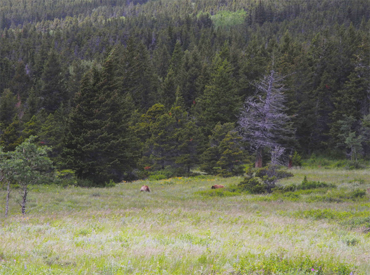 A couple of grizzly bears feasting near Lake Sherburne in the Many Glacier area. 