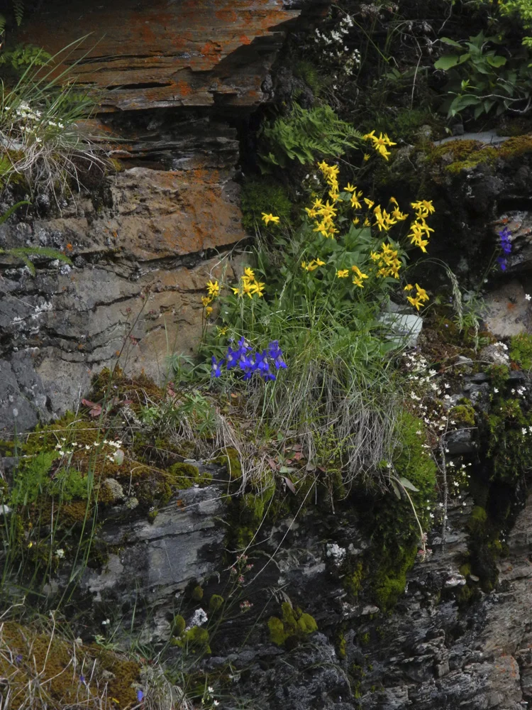 More beauties appearing out of the rock walls of Sunrift Gorge along the Going-to-the-Sun Road.