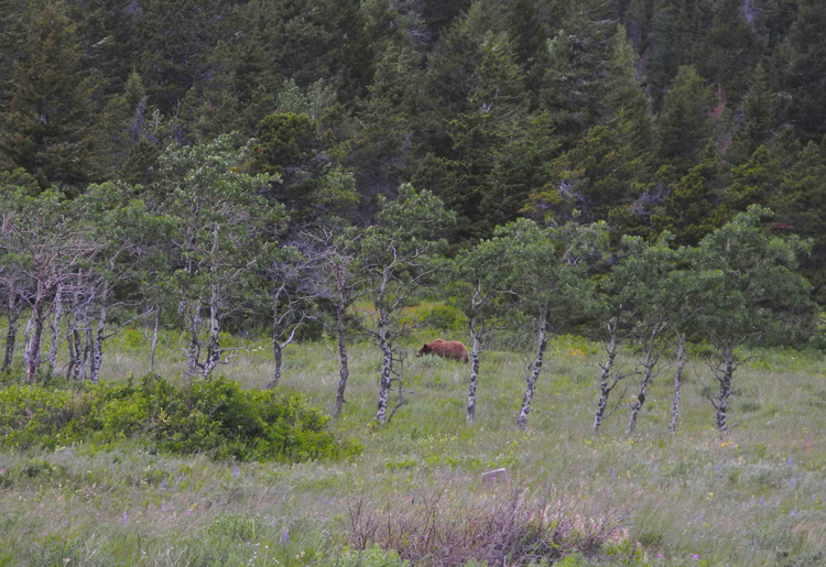  ...filling their big bellies was the name of the game that afternoon.