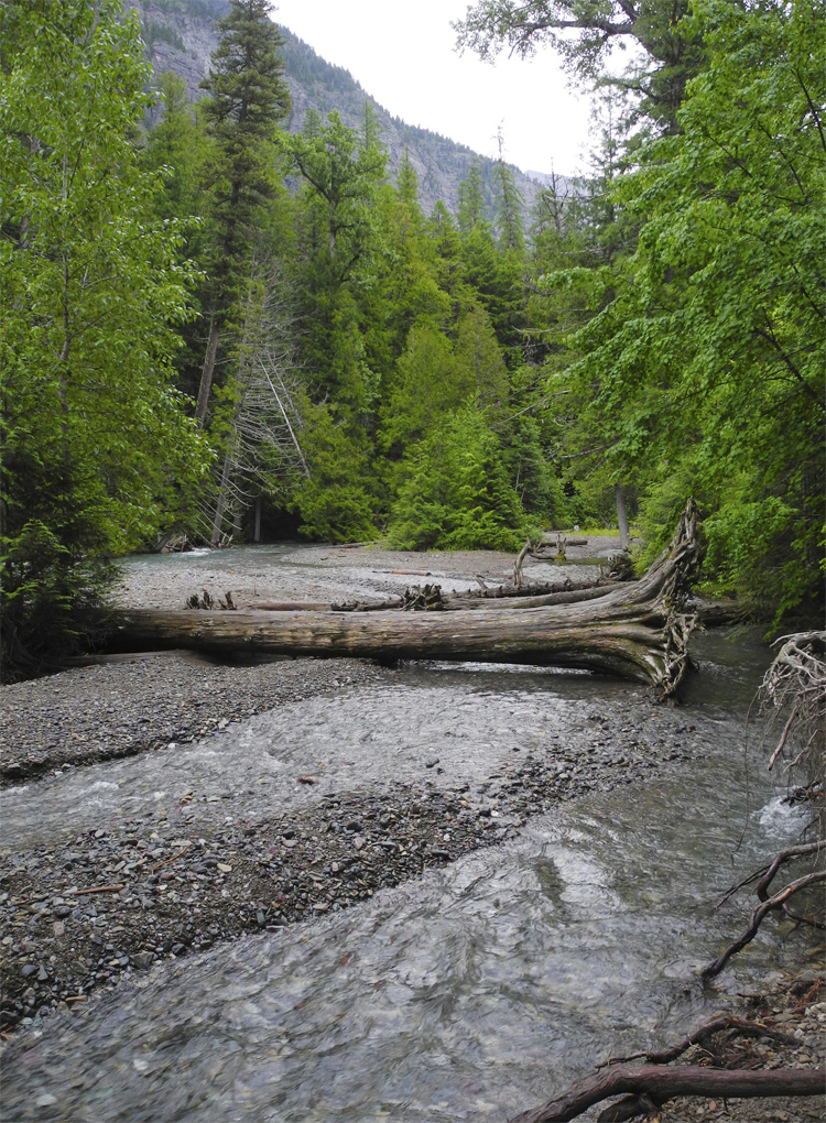 Avalanche Creek from the Avalanche Lake Trail (upstream from the gorge). 