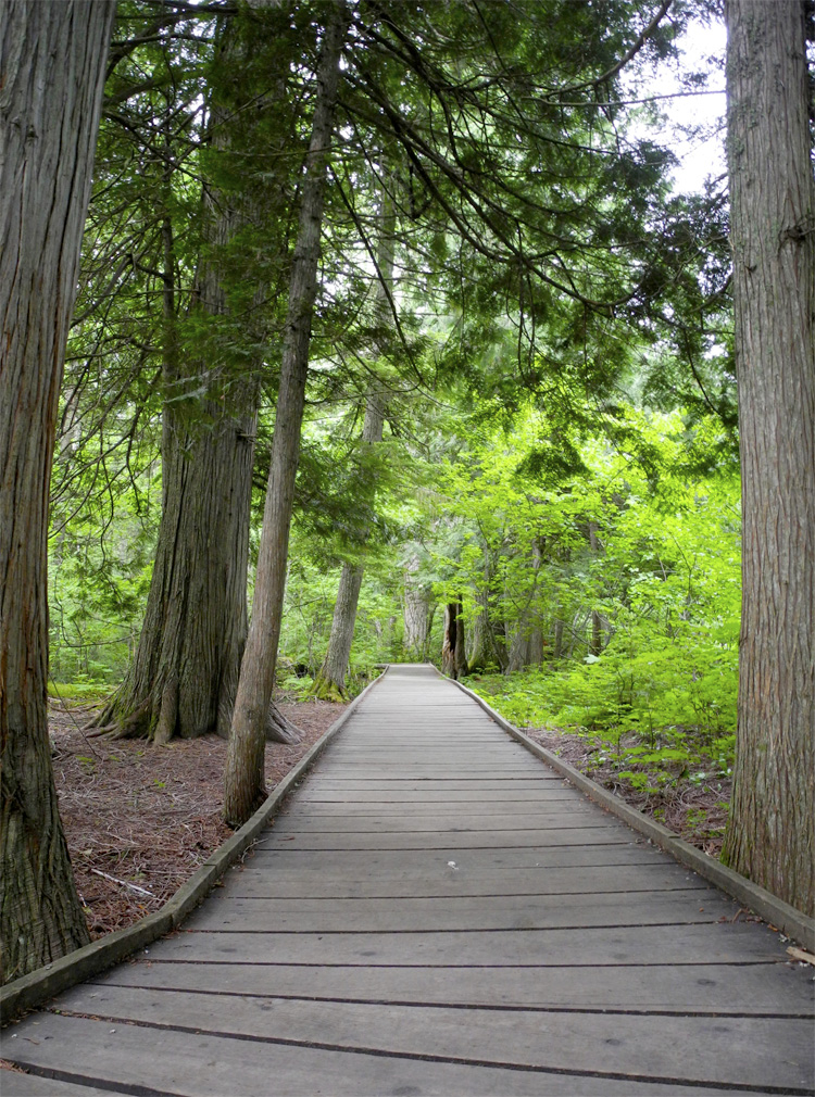 Trail of the Cedars. Accessible boardwalks through the forest?! Yes, please.