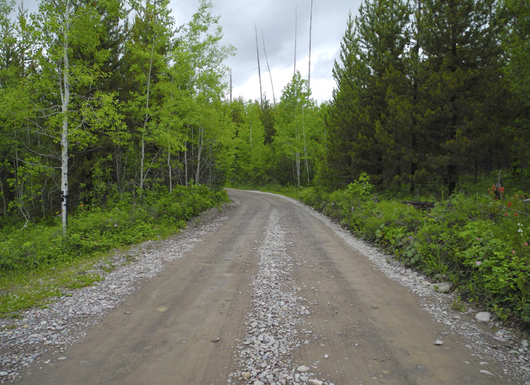 The road to Bowman Lake // Glacier National Park // Montana