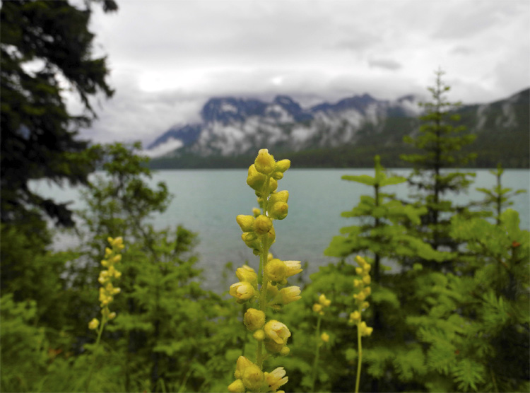 Wildflowers around Bowman Lake // Glacier National Park // Montana