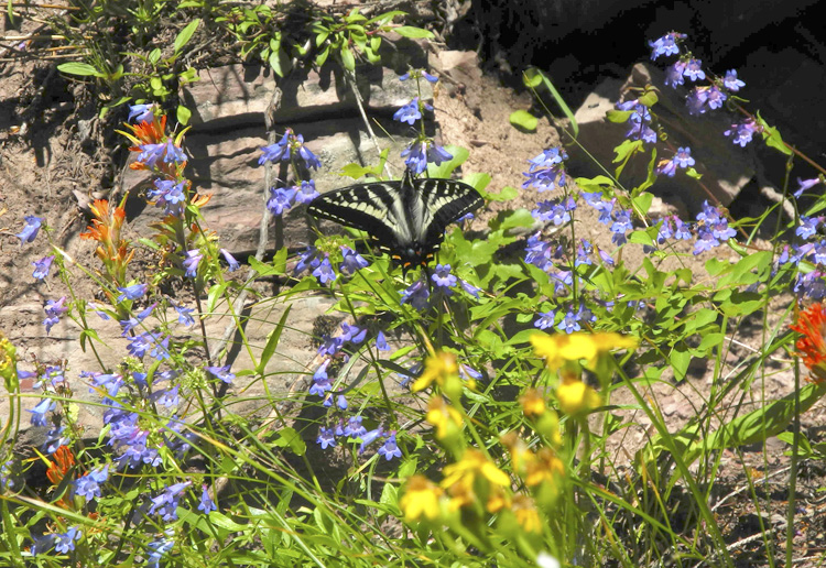 Wildflowers and butterflies along the Sun Point Nature Trail // Glacier National Park, MT